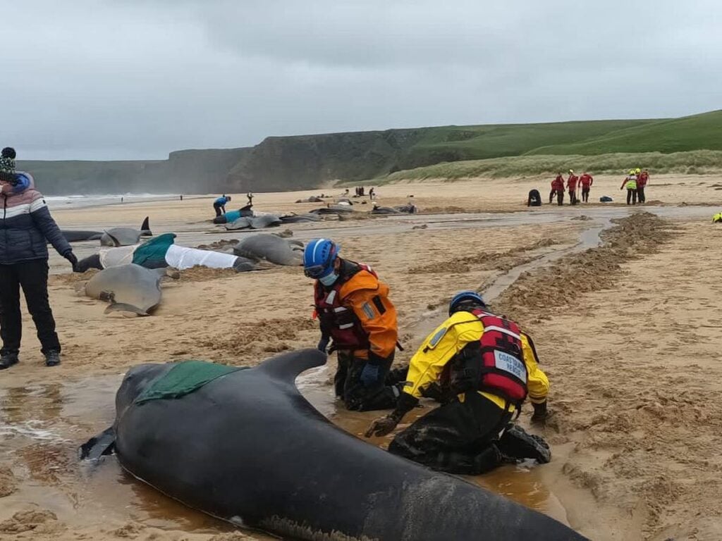 Tragic end for stranded pilot whales 1 pilot whales