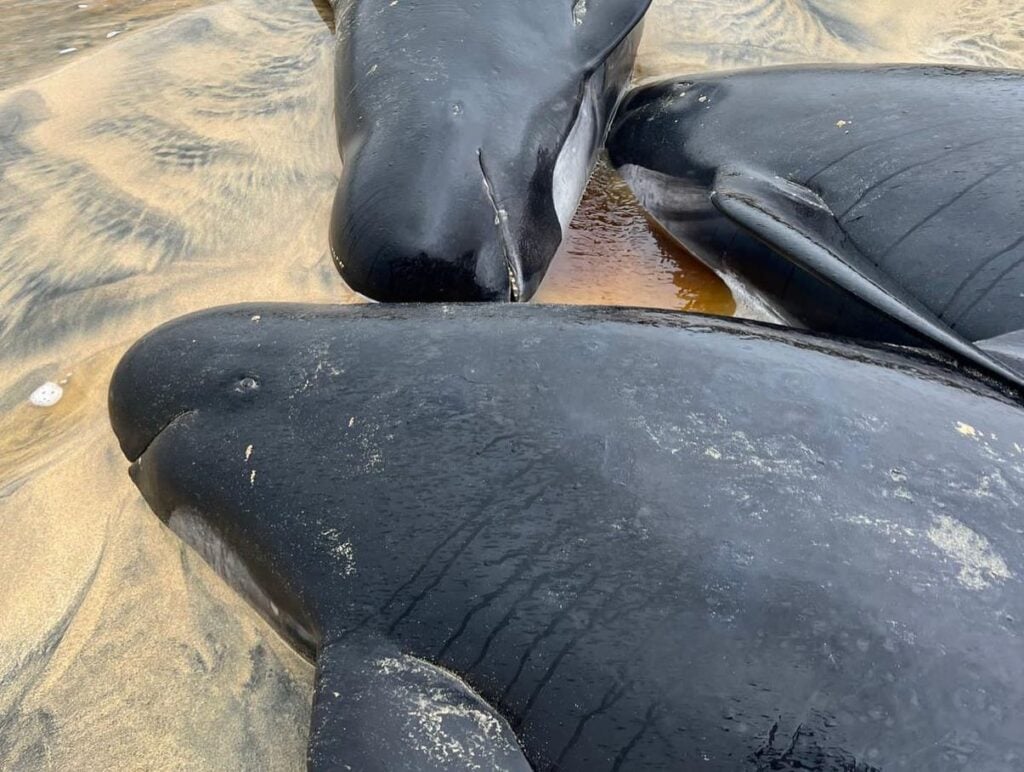 Tragic end for stranded pilot whales 2 pilot whales
