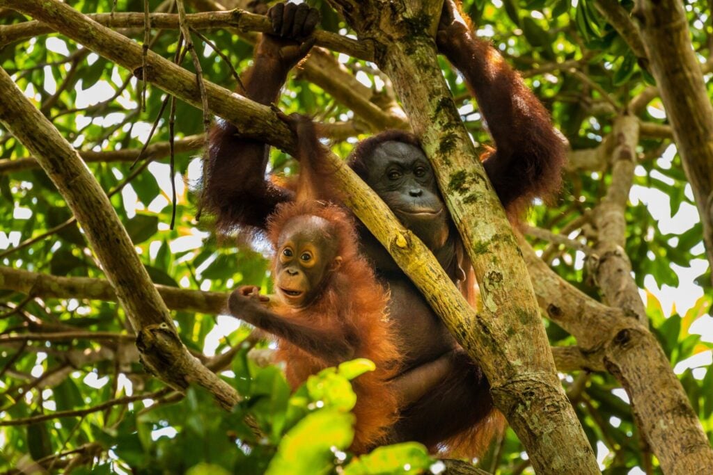Discover Borneo with Simon Rogerson 2 Borneo