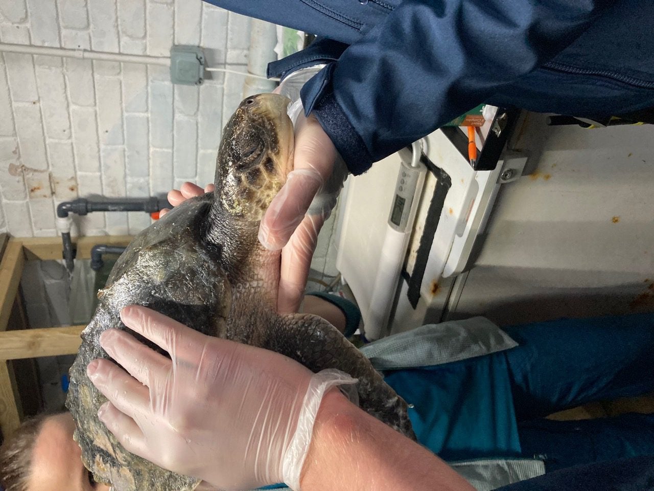 Kemp's Ridley sea turtle rescued from North Wales beach 1 45b9a0e8 0f6f 4c00 849b 87fc02146e88 1