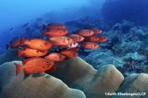 Palau koralrev