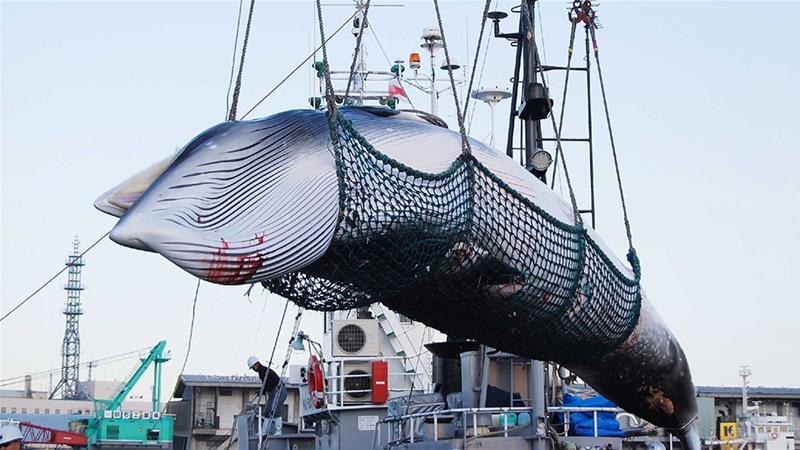 Iceland Cancels 2020 Whale Hunt