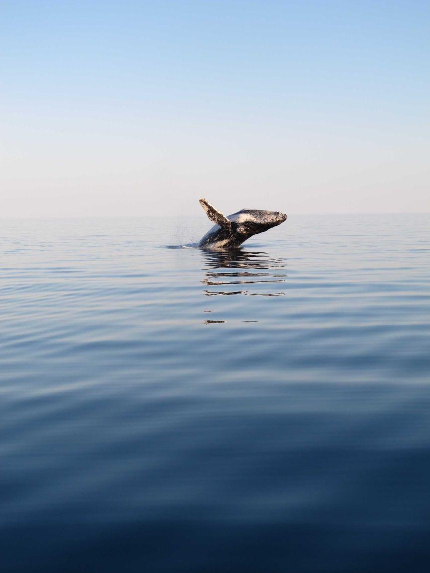 Woman Injured in Humpback Whale Encounter