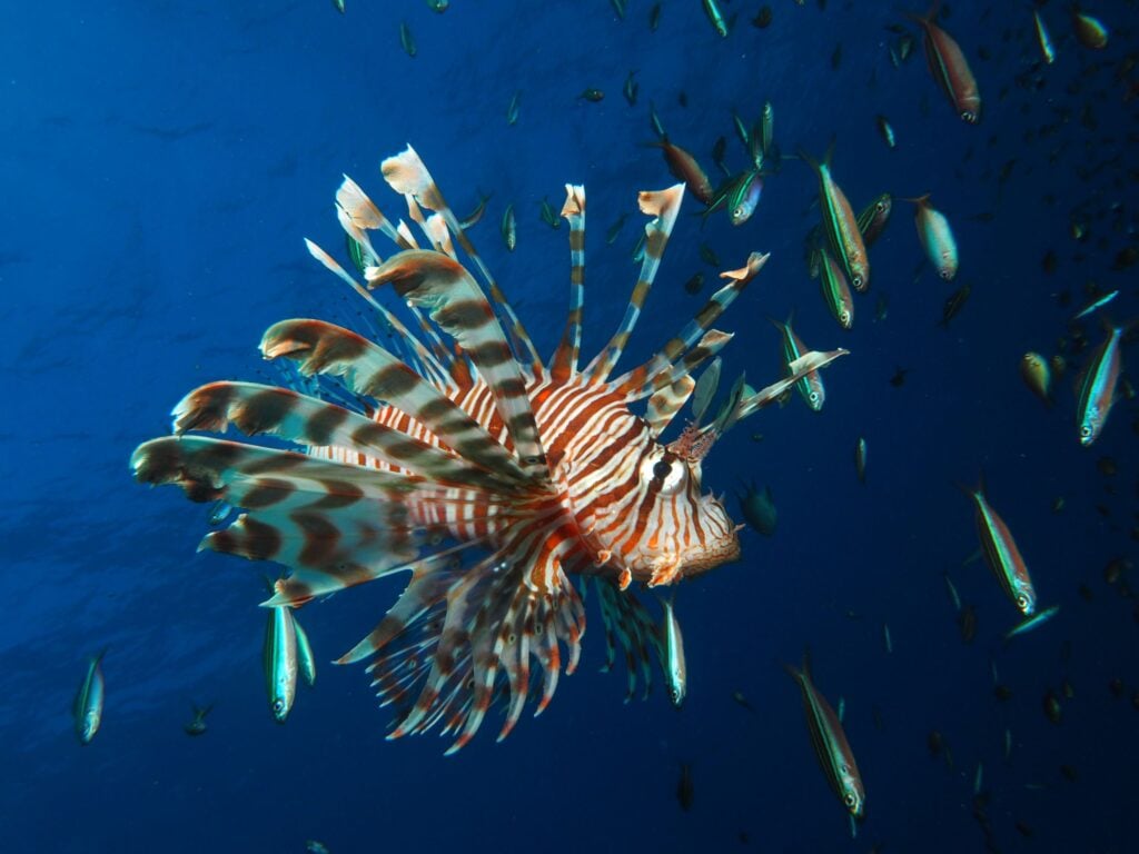 Red Sea