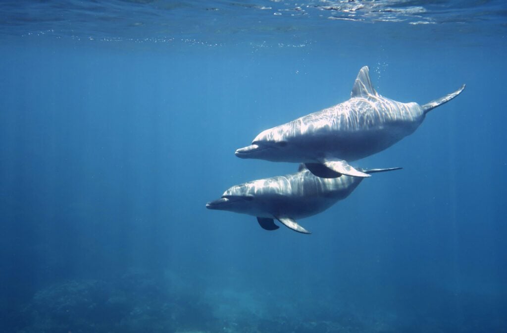 Red Sea