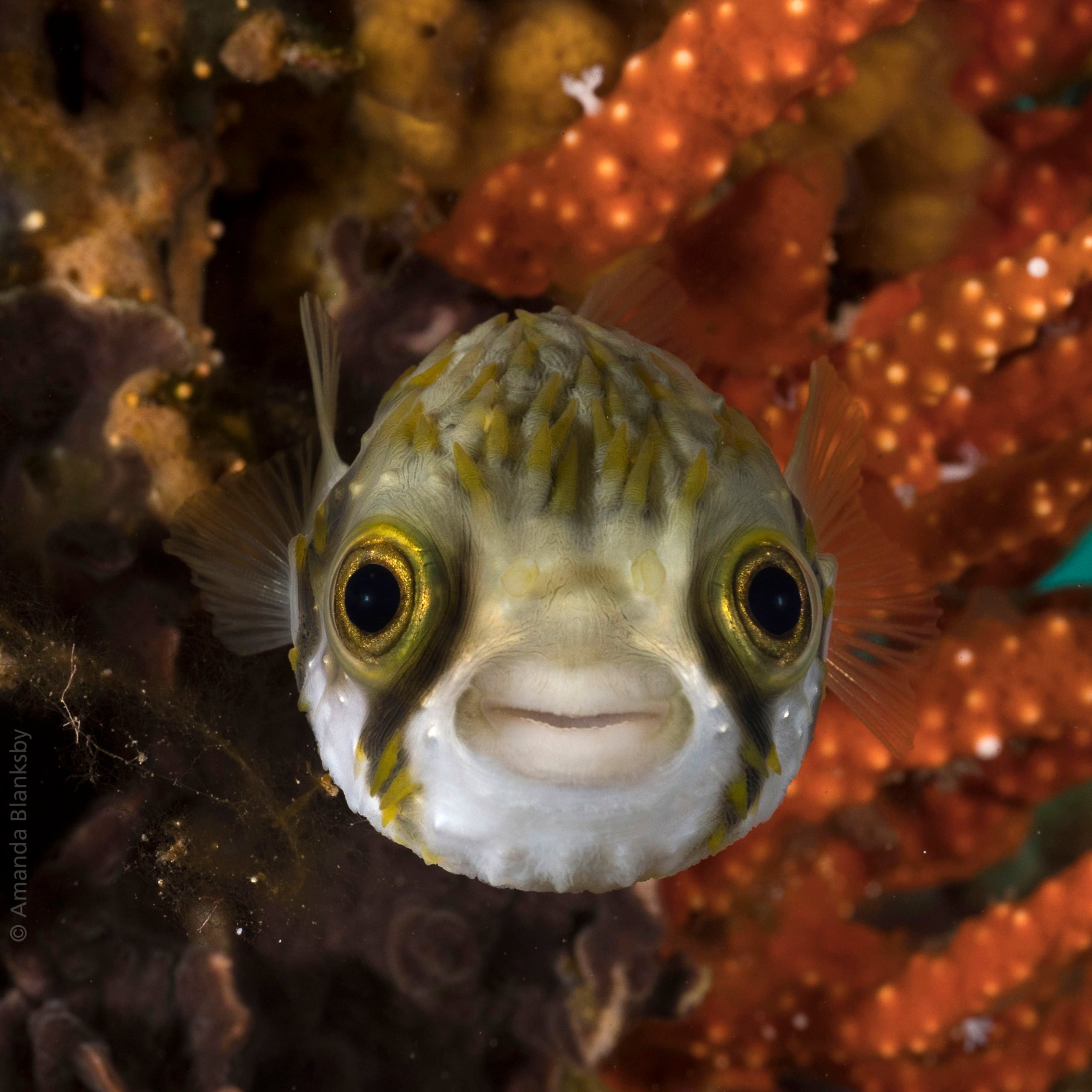 The Underwater Tour Awards 2021 Winners