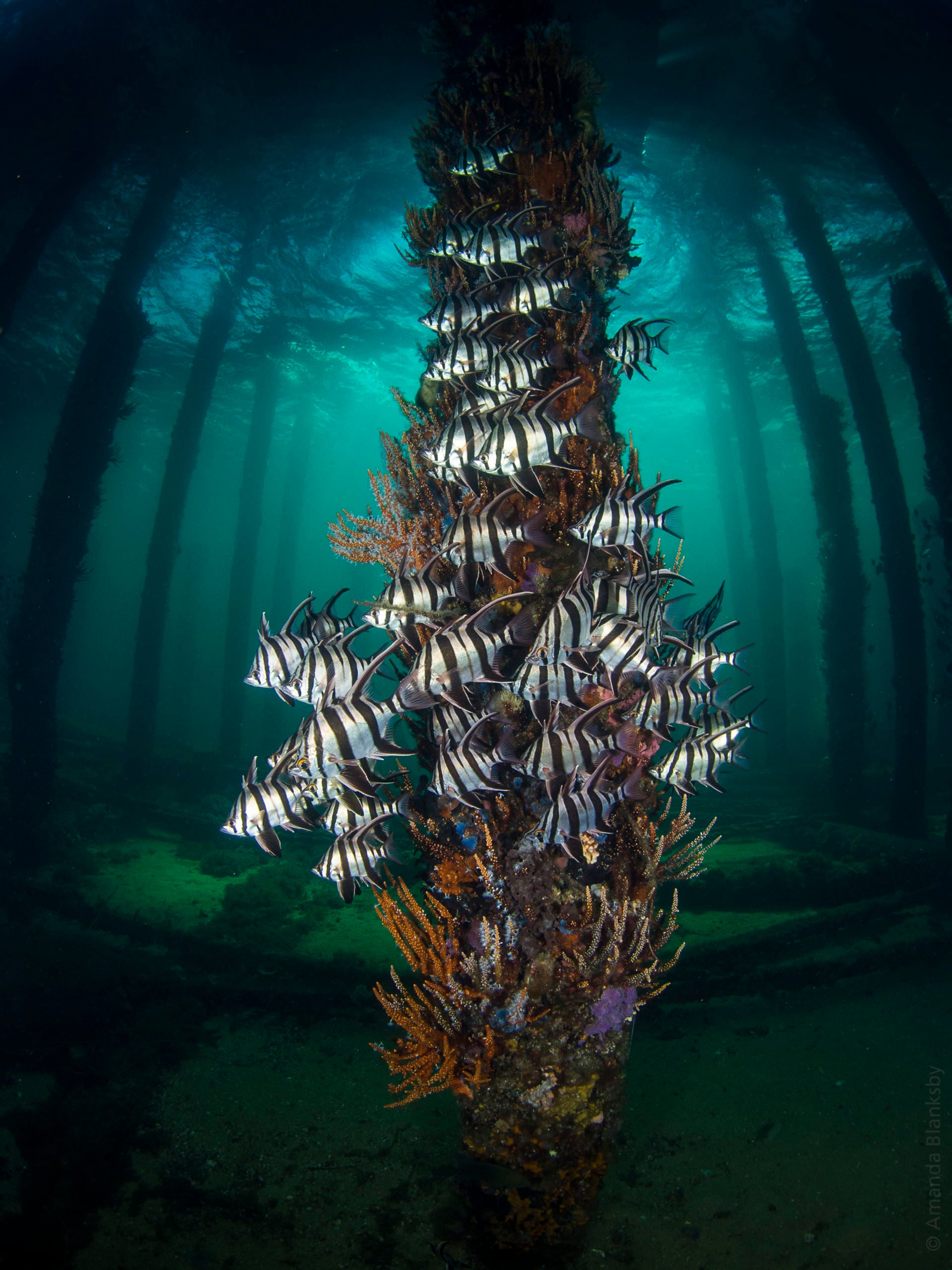 The Underwater Tour Awards 2021 Winners