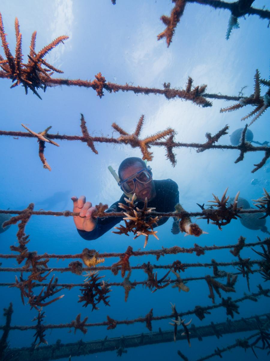 Tourism operators help plant 1000 corals