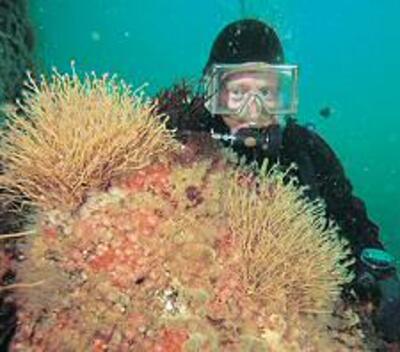Anemones on the sides and hydroids on the top of a granite outcrop on Bann Shoal