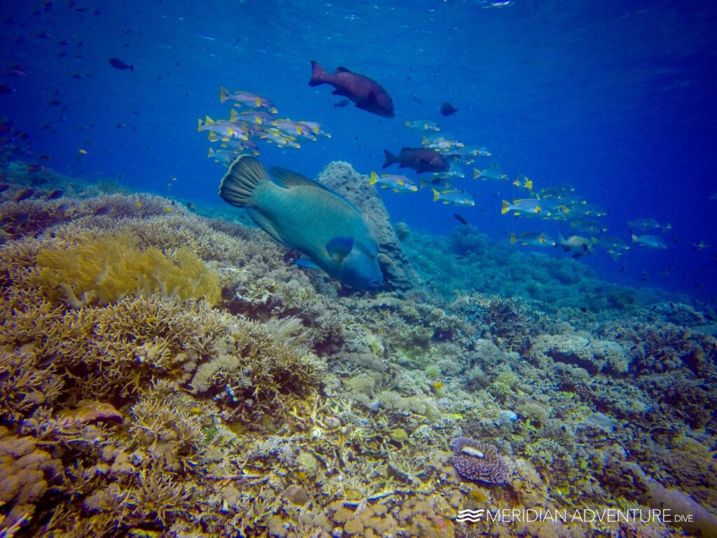 Lokalny przewodnik po miejscach nurkowych Raja Ampat Barracuda Reef