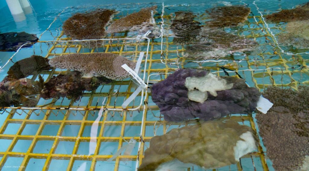 Great Barrier Reef baby boom