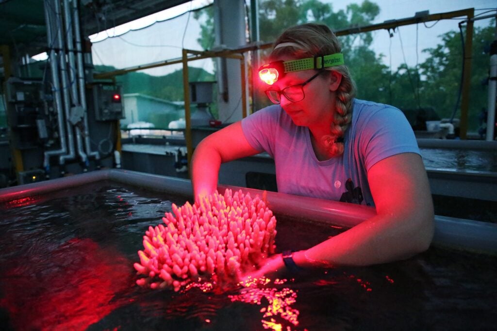 Great Barrier Reef baby boom