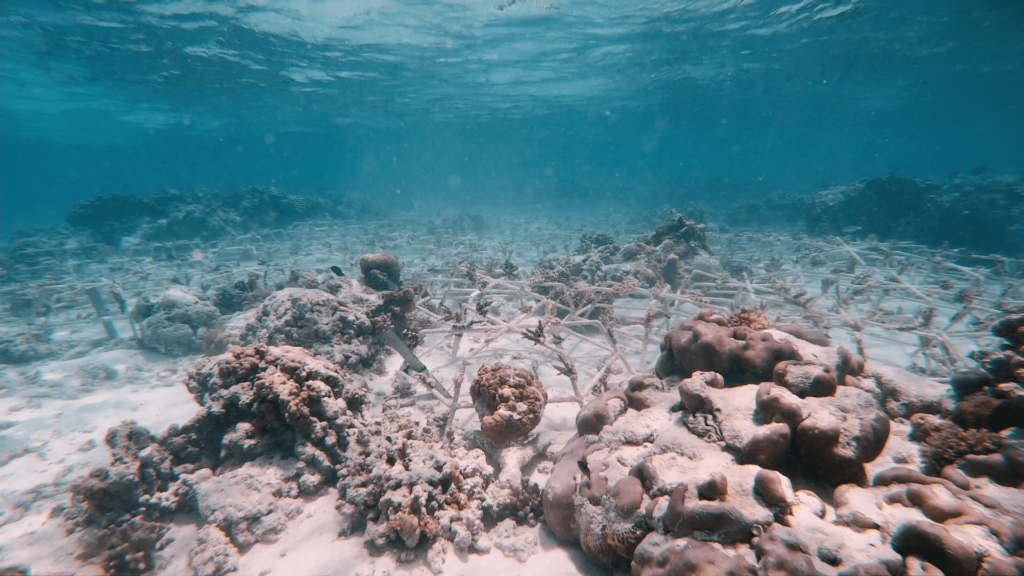 UK advocate wanted to take part in world's largest coral restoration project 2 coral