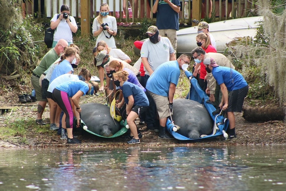 Florida manatee release