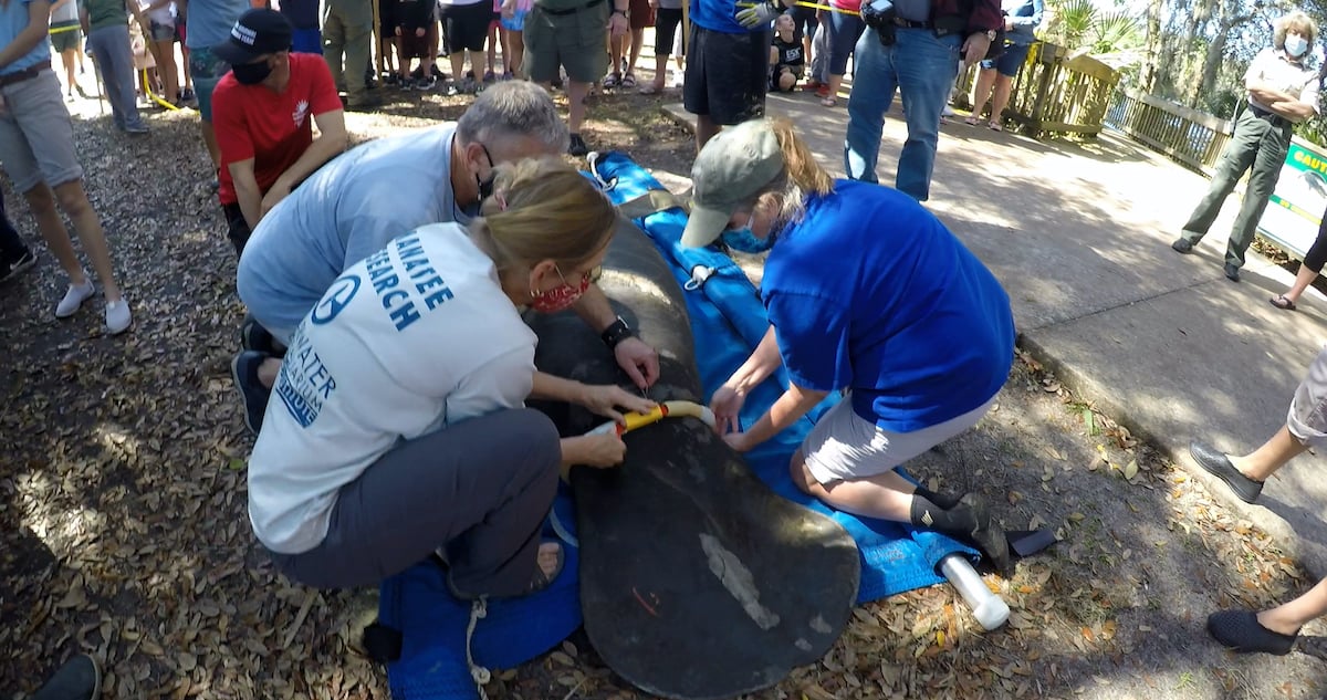 Florida manatee