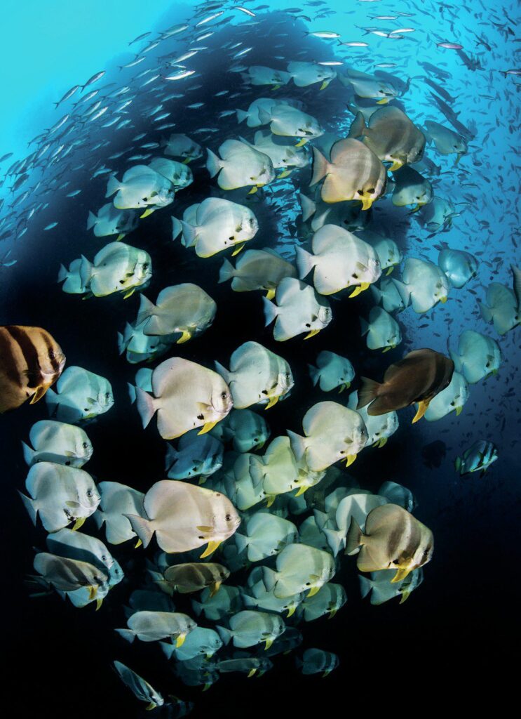 Mastering Underwater Photography Schools of Fish: Tips for Stunning Shots 1 School of fish aligned neatly with water current during underwater photography schools of fish session