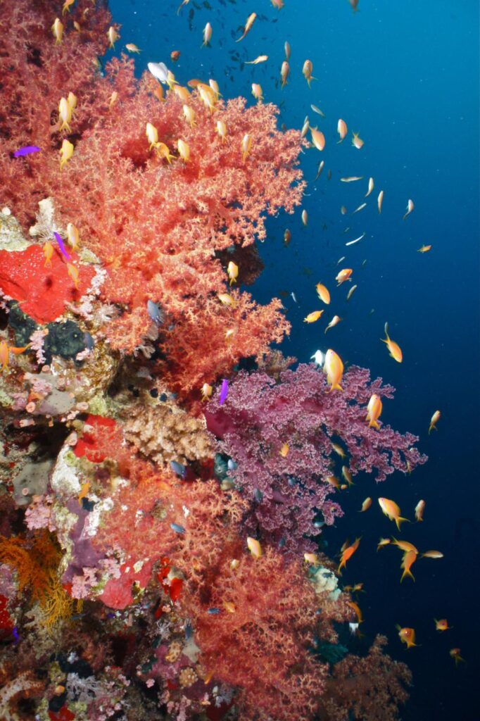 Green Fins environmental diving and snorkelling initiative available across Egypt 2 DSC07376