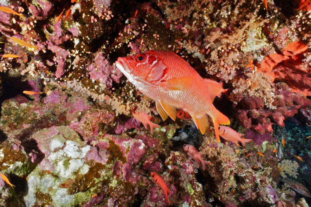 Green Fins environmental diving and snorkelling initiative available across Egypt 1 DSC08225