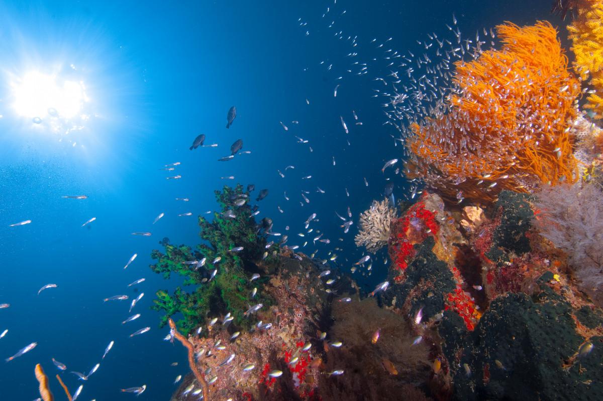  Effective Environmental Action and Policy