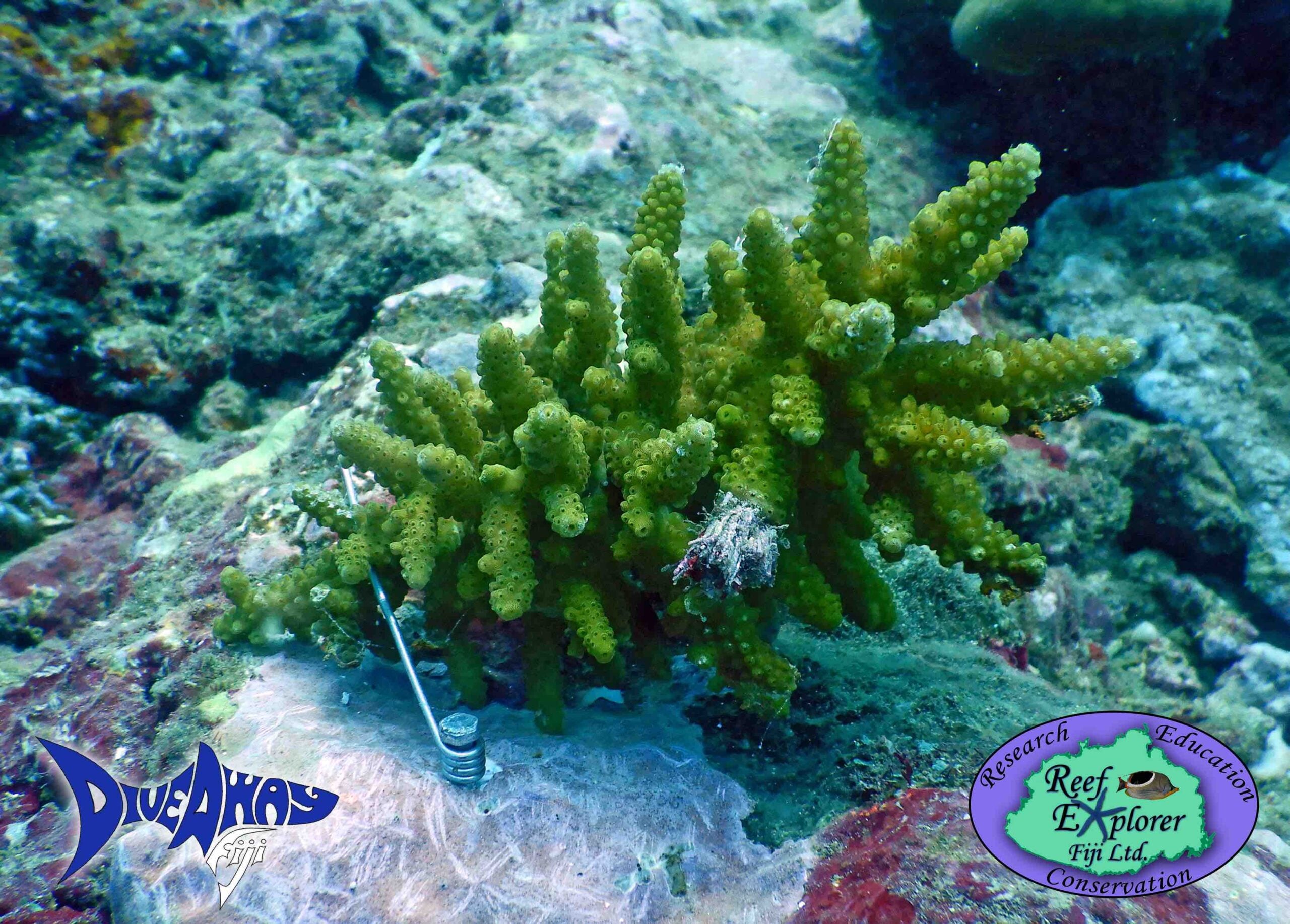 Fiji Coral Resilience Project