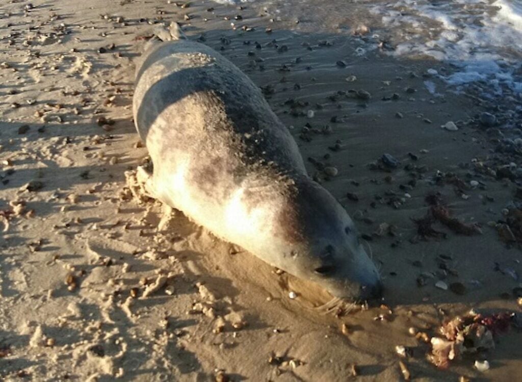 seals