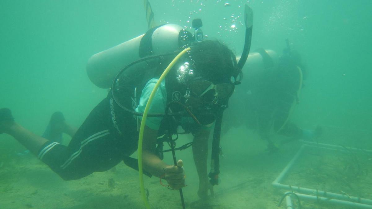 Seagrass Helps to Save a Sinking Island. 1 Divers Planting seagrass