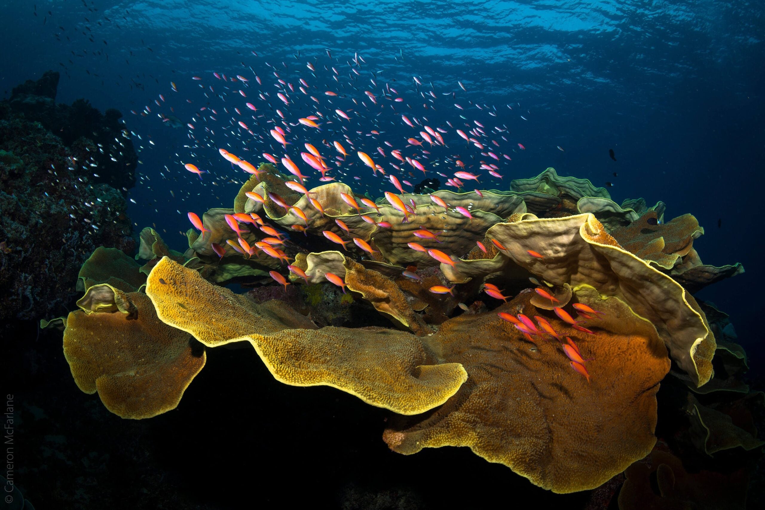 Finalist Cameron McFarlane Underwater Scenes scaled