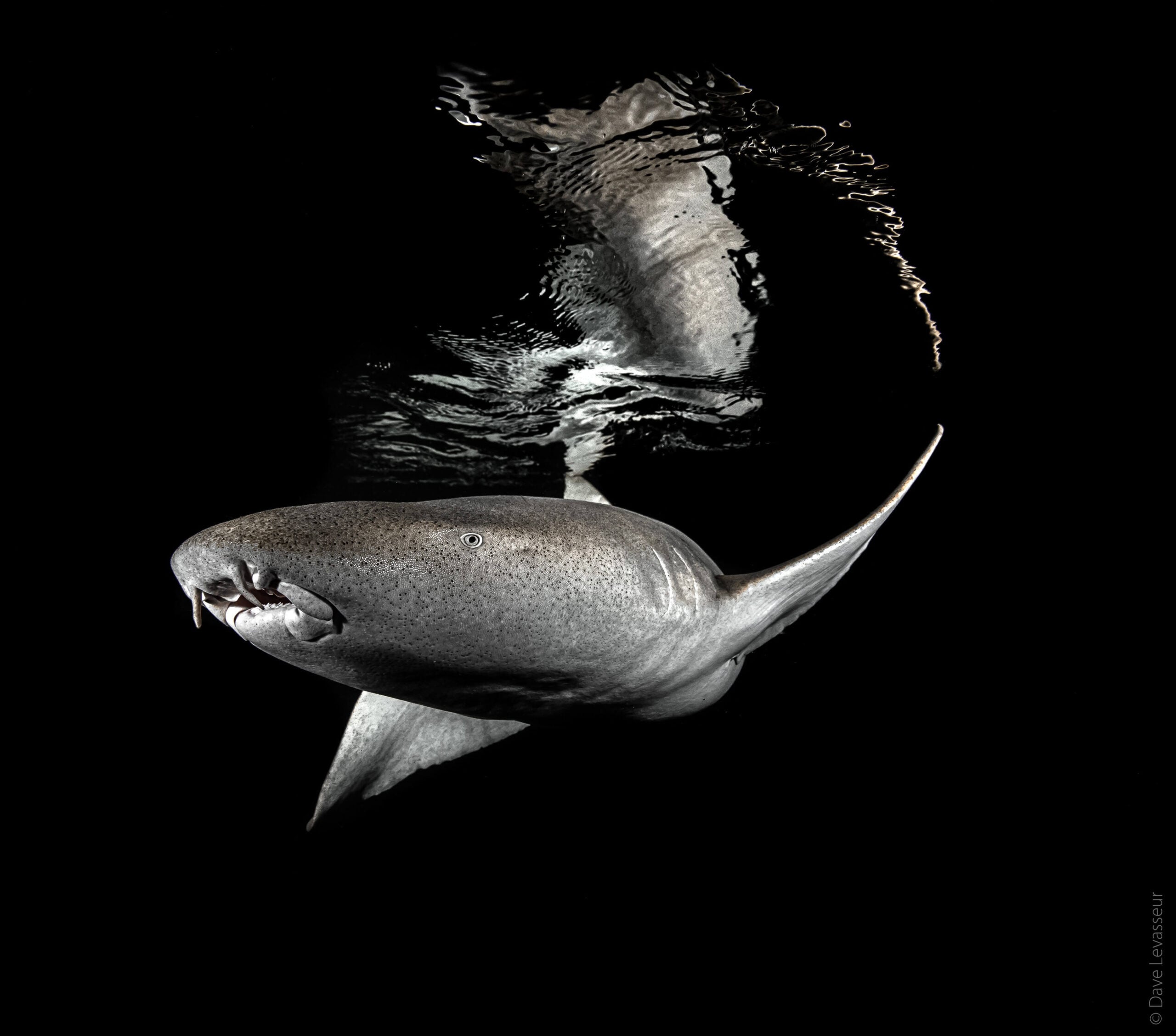 Finalist Dave Levasseur Underwater Characters scaled