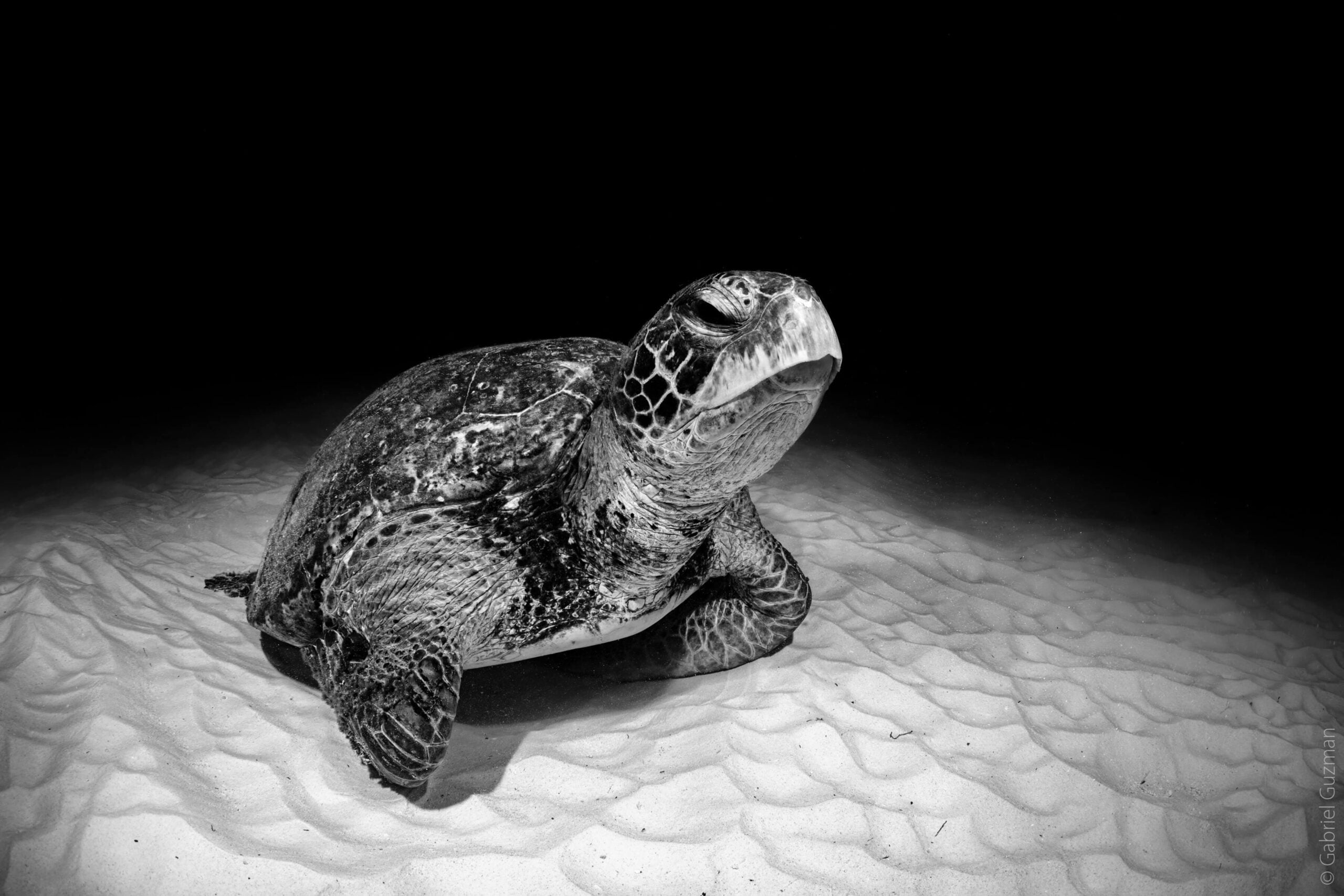 Finalist Gabriel Guzman Underwater Black White scaled