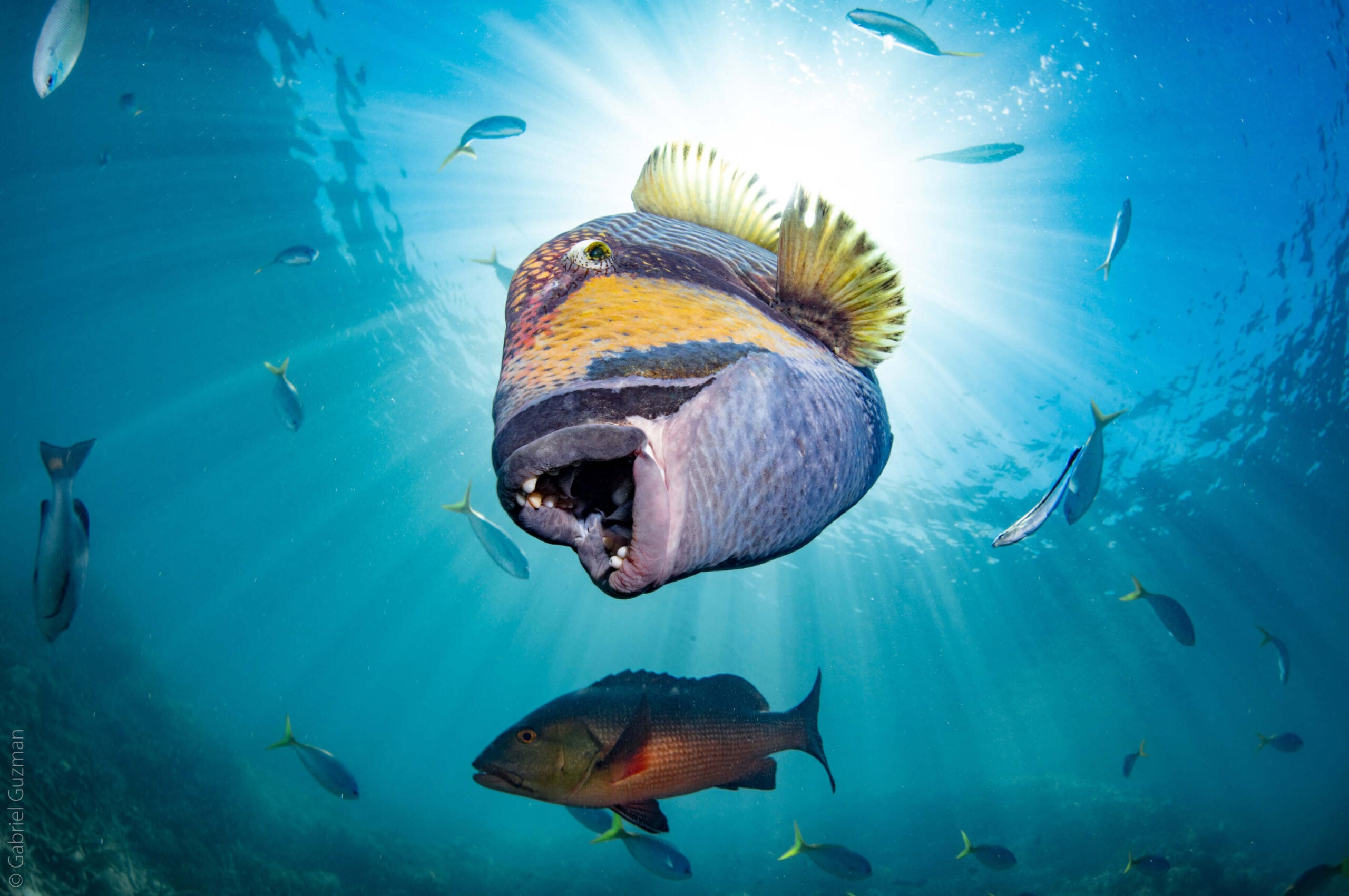 Finalist Gabriel Guzman Underwater Characters scaled