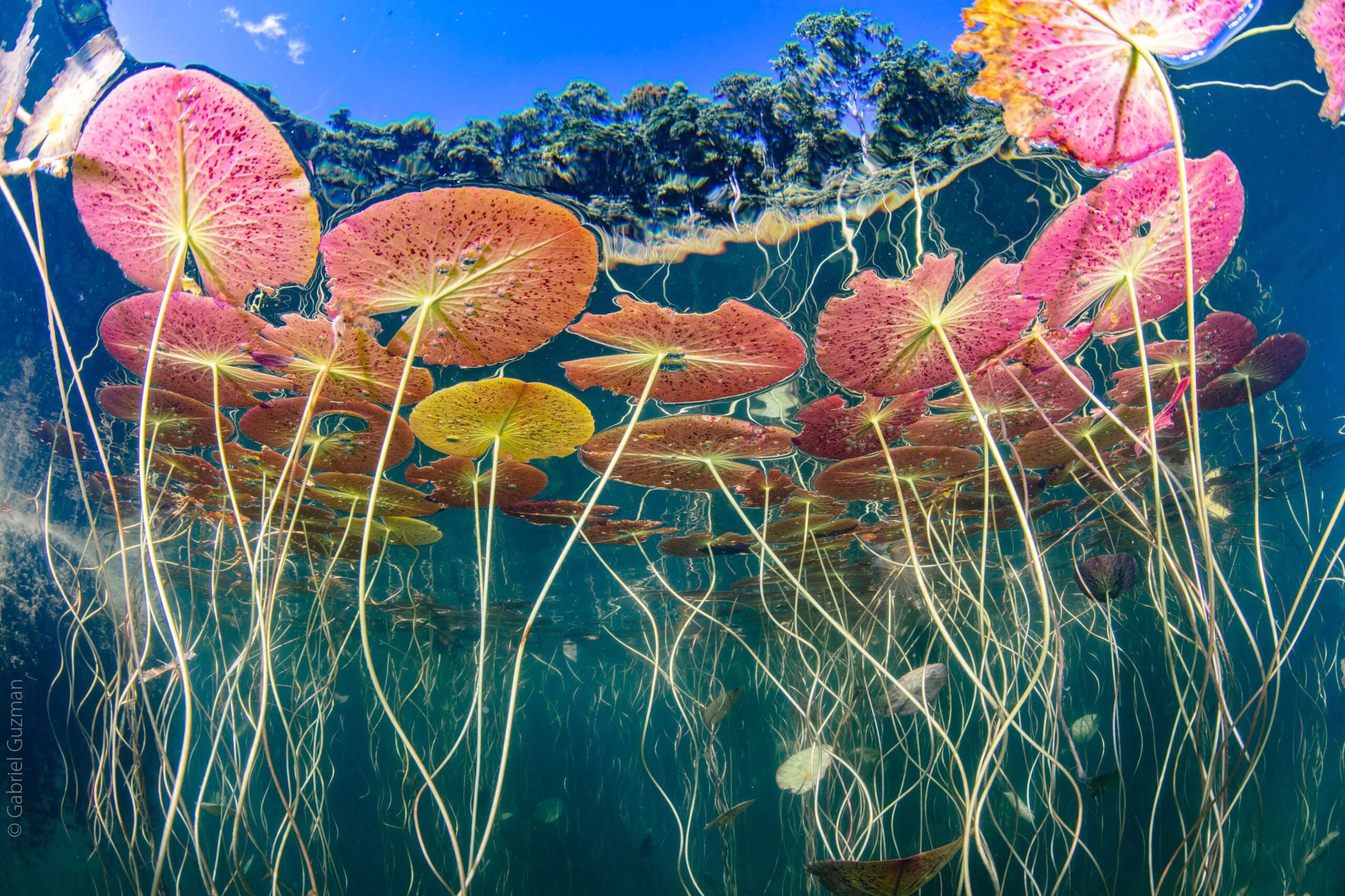 Finalist Gabriel Guzman Underwater Scenes scaled