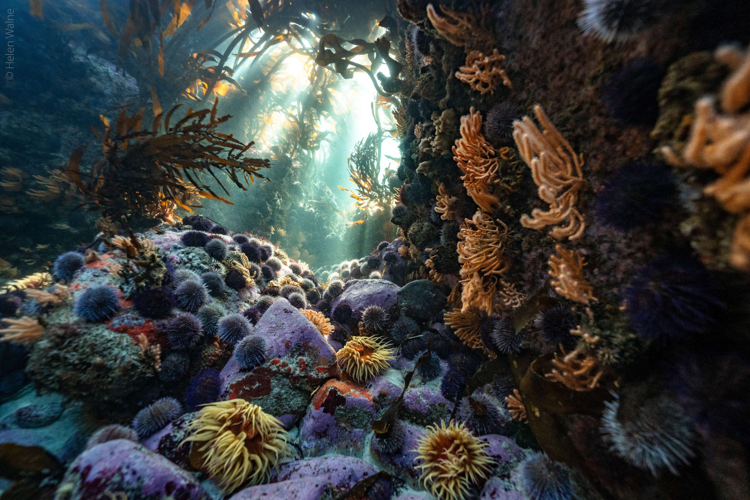 Finalist Helen Walne Underwater Scenes scaled