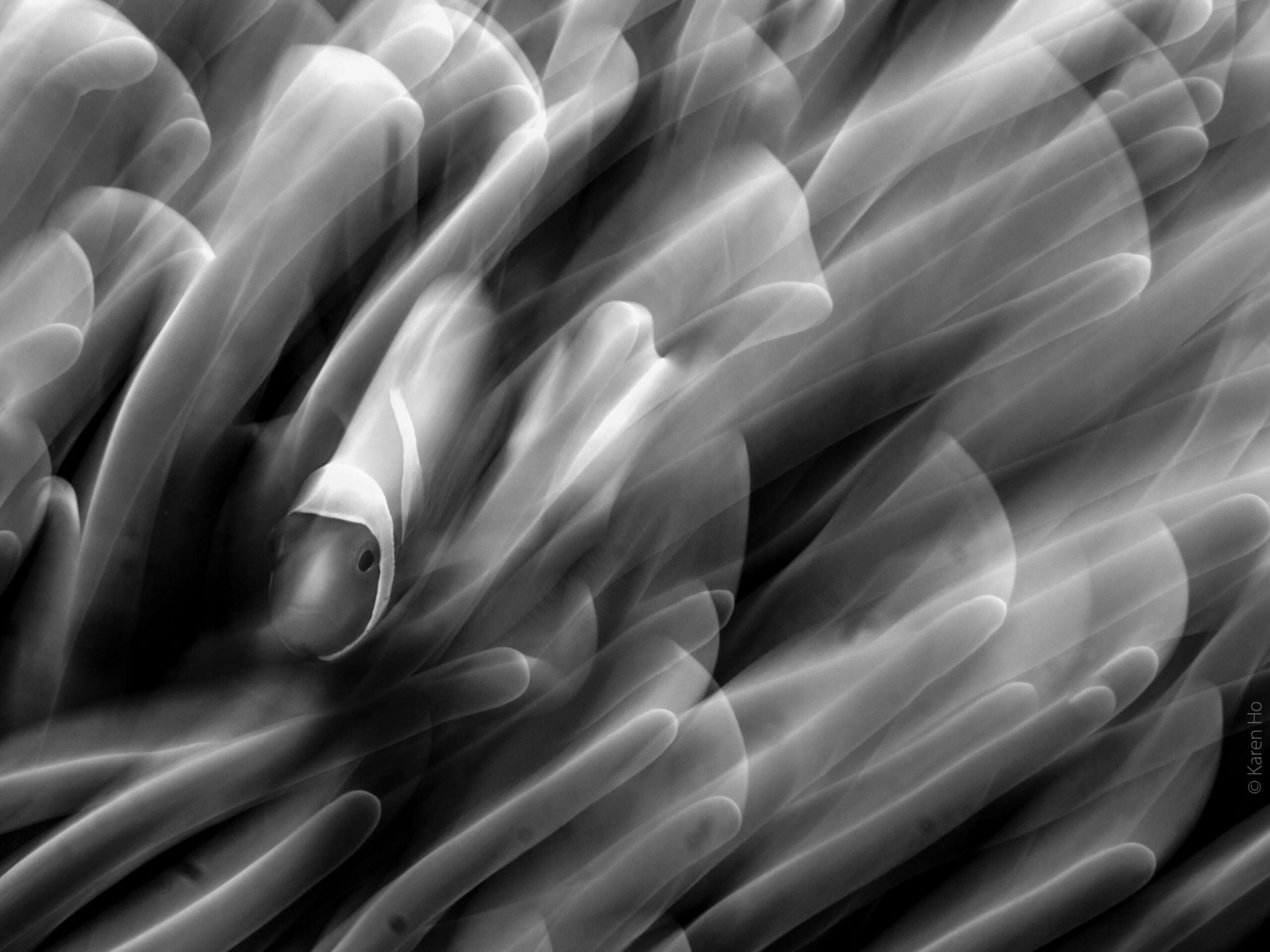 Finalist Karen Ho Underwater Black White scaled