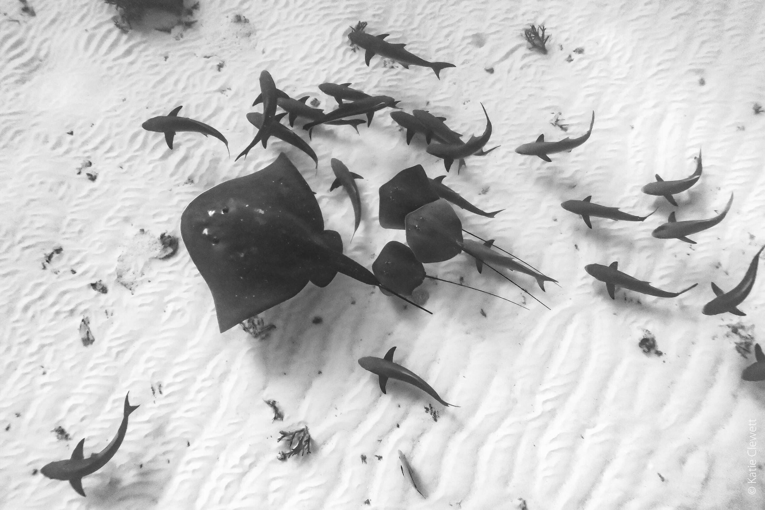 Finalist Katie Clewett Underwater Black White scaled