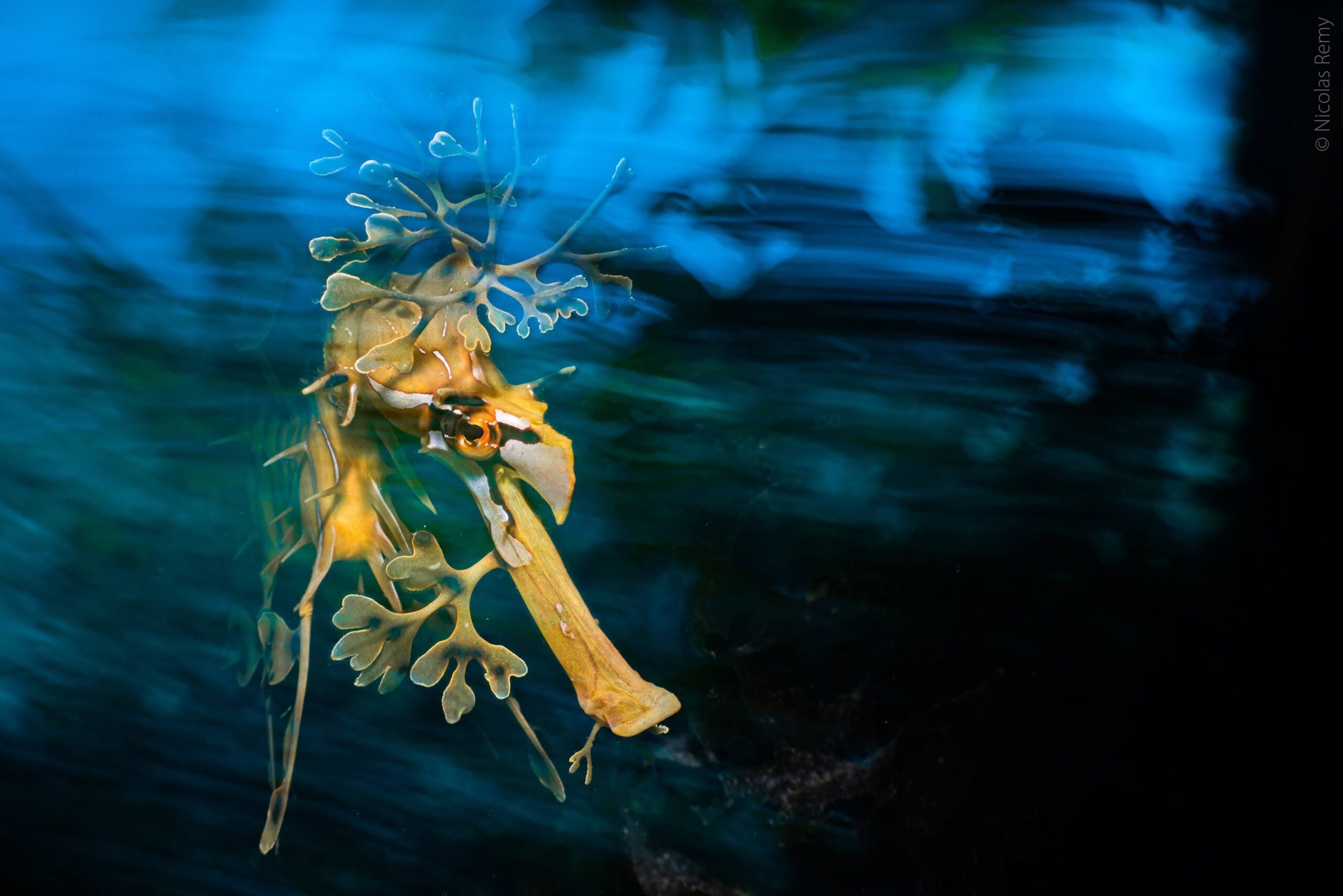 Finalist Nicolas Remy Underwater Characters scaled