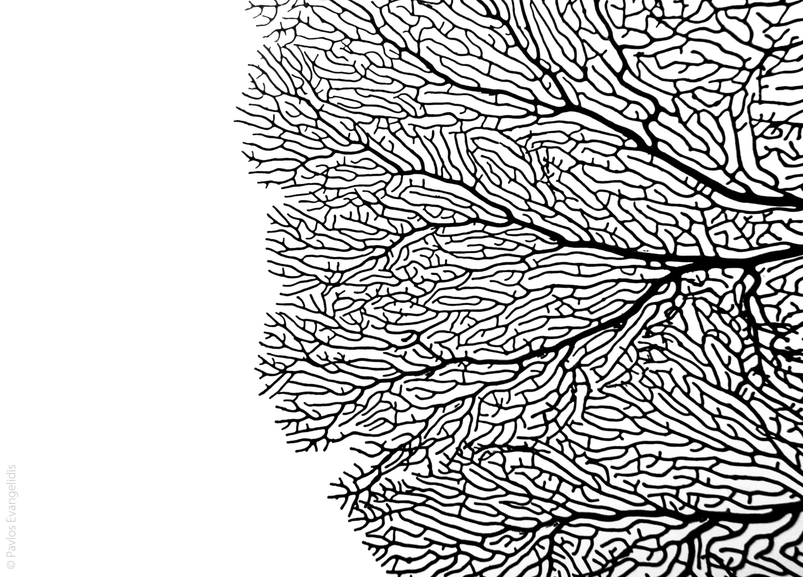 Finalist Pavlos Evangelidis Underwater Black White scaled