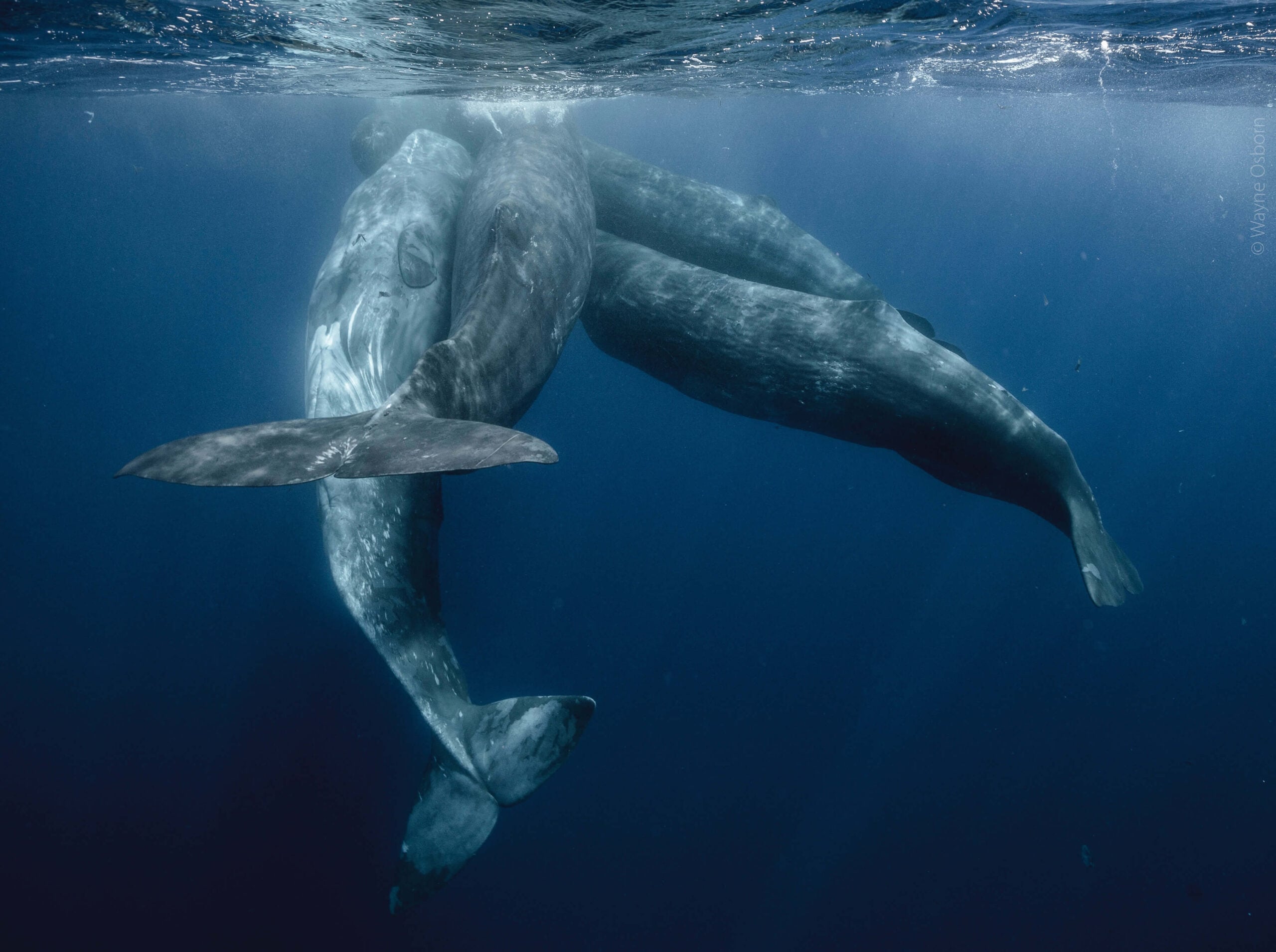 Finalist Wayne Osborn Underwater Scenes scaled