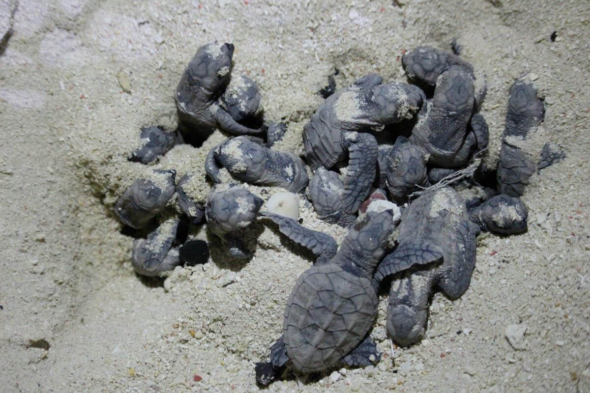 500 Green Turtle Hatchlings Released Green Turtle Hatchlings