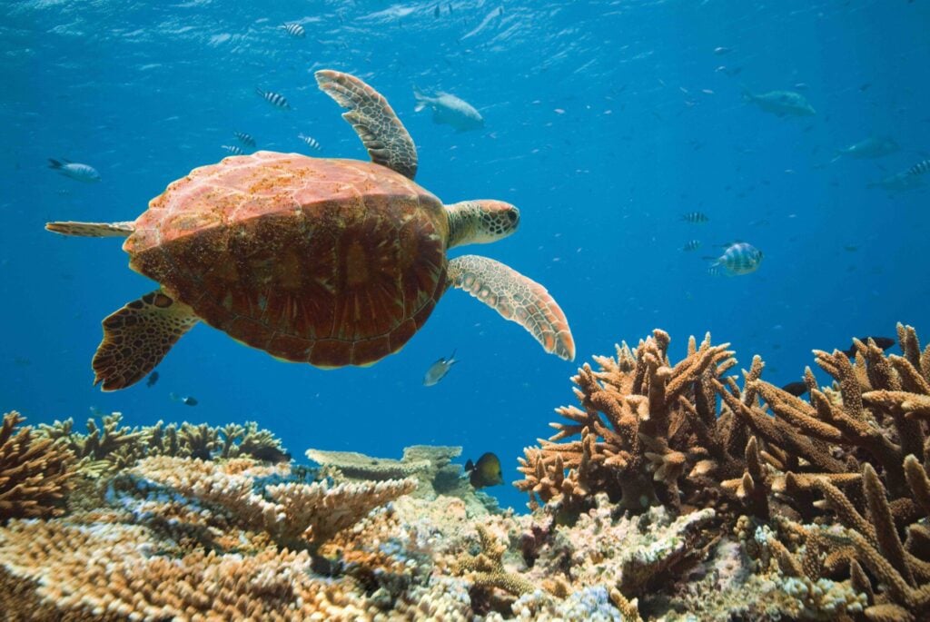Lady Elliot Island