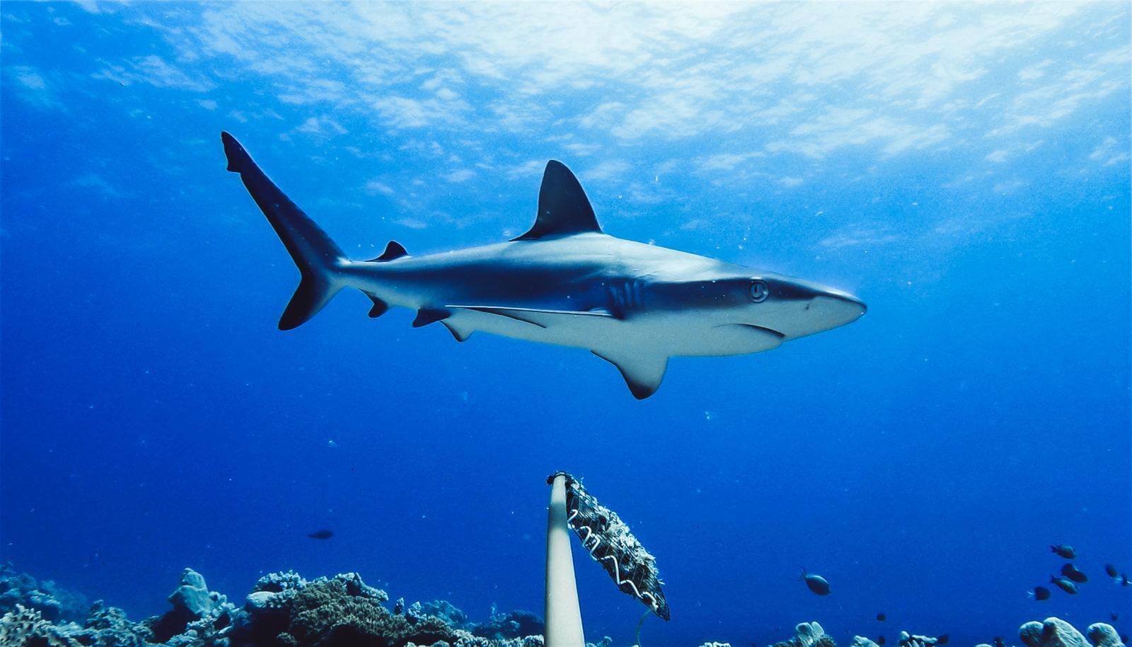 Grey Reef Shark Northern GBR; Australia. Photo Credit Global FinPrint