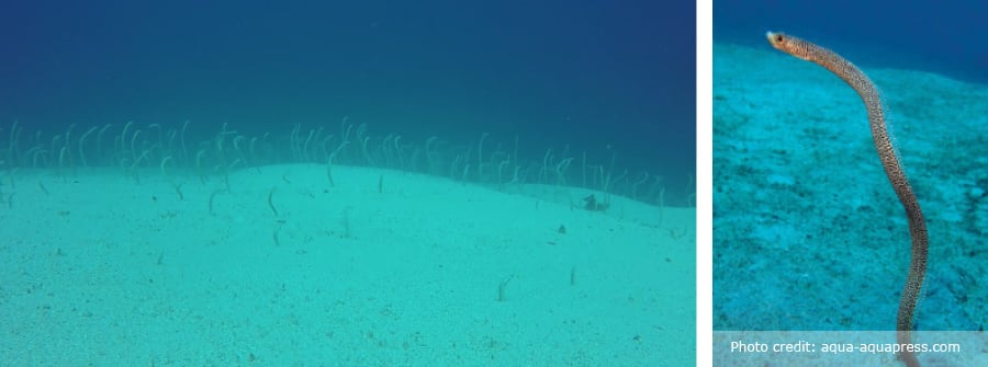 New Genus of Garden Eel Discovered