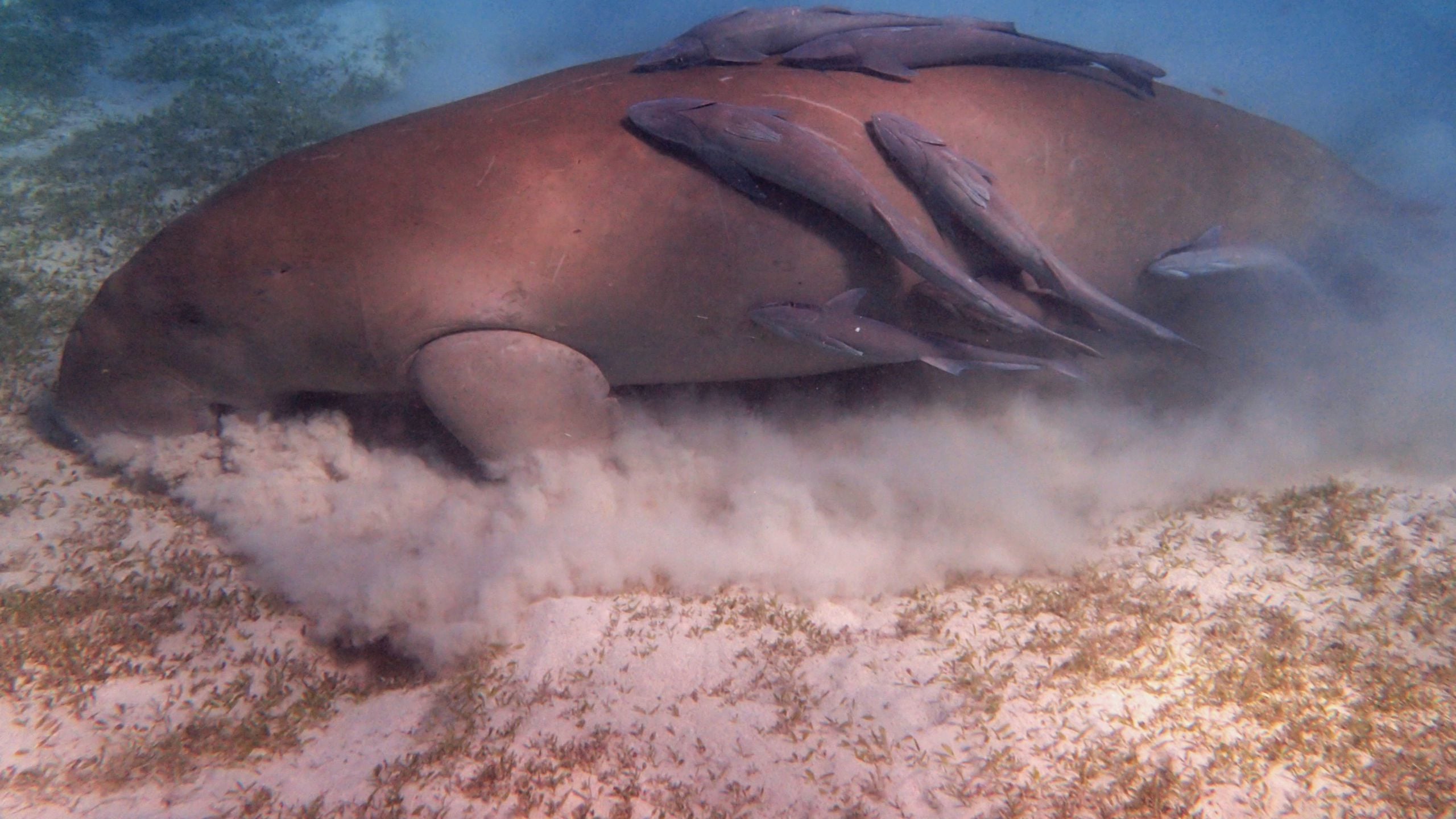 Endangered Dugongs