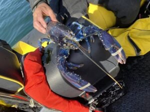 Rare blue lobster
