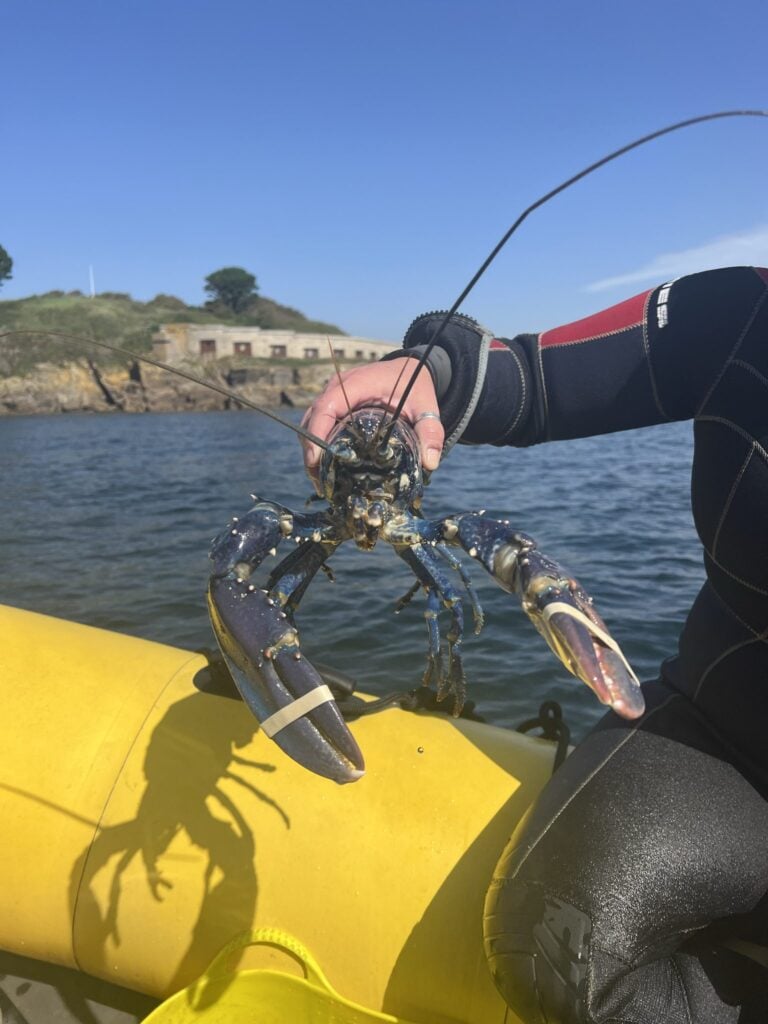 blue lobster