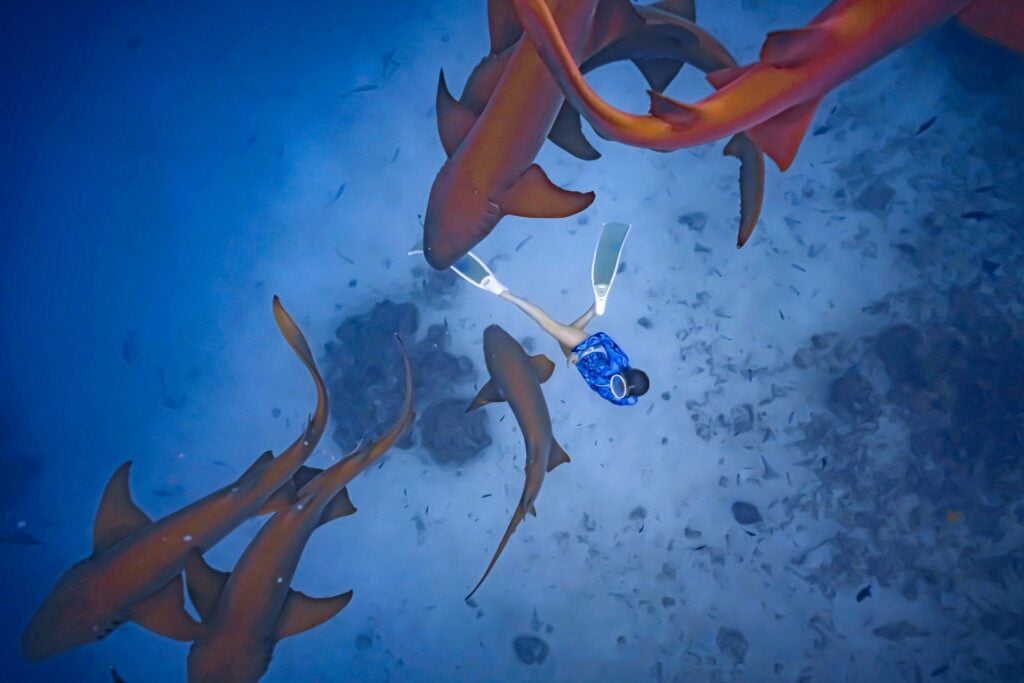 Shark Biologist Launches First  Australian Wetsuit Brand For Women