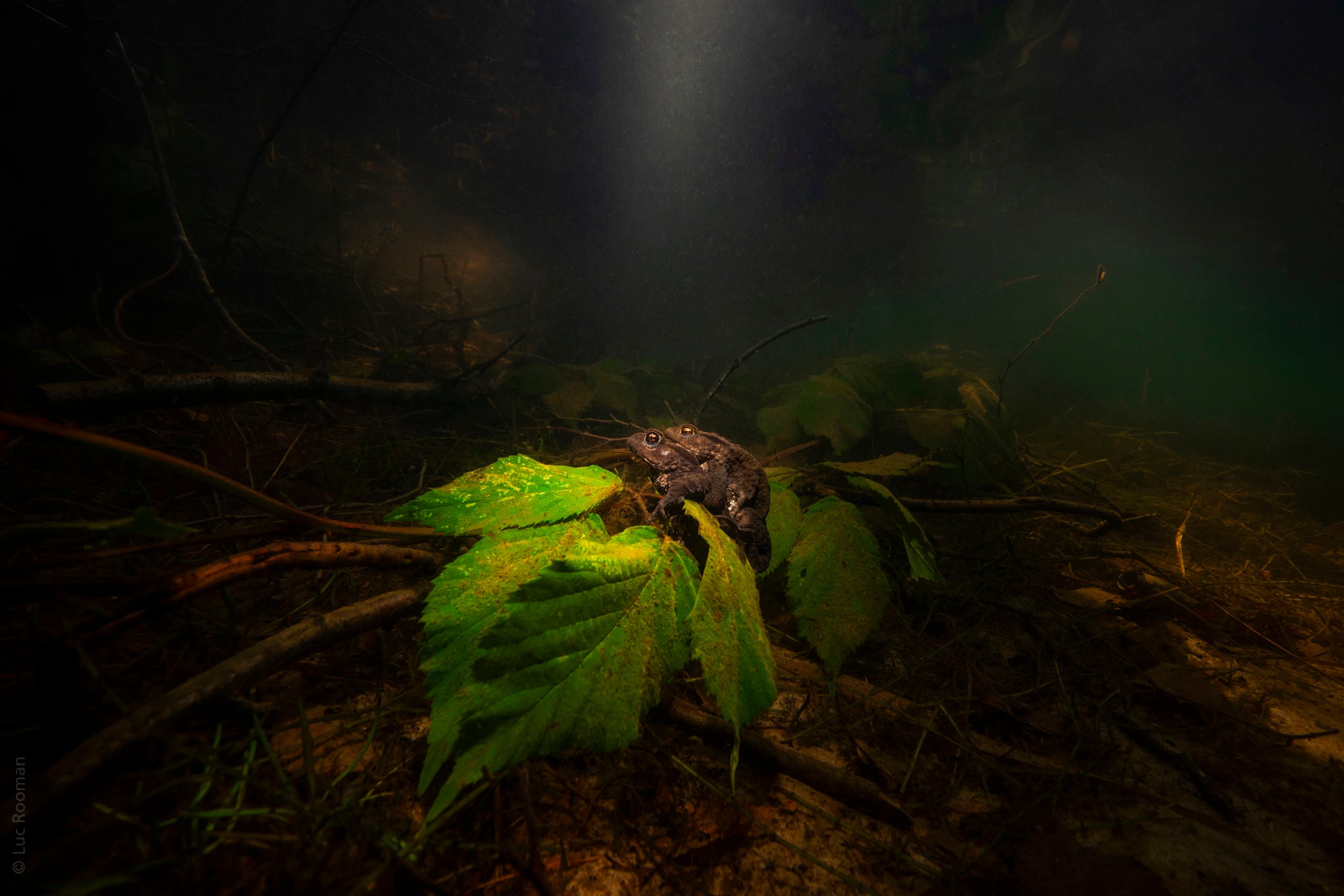 The Underwater Tour Awards 2021 Winners