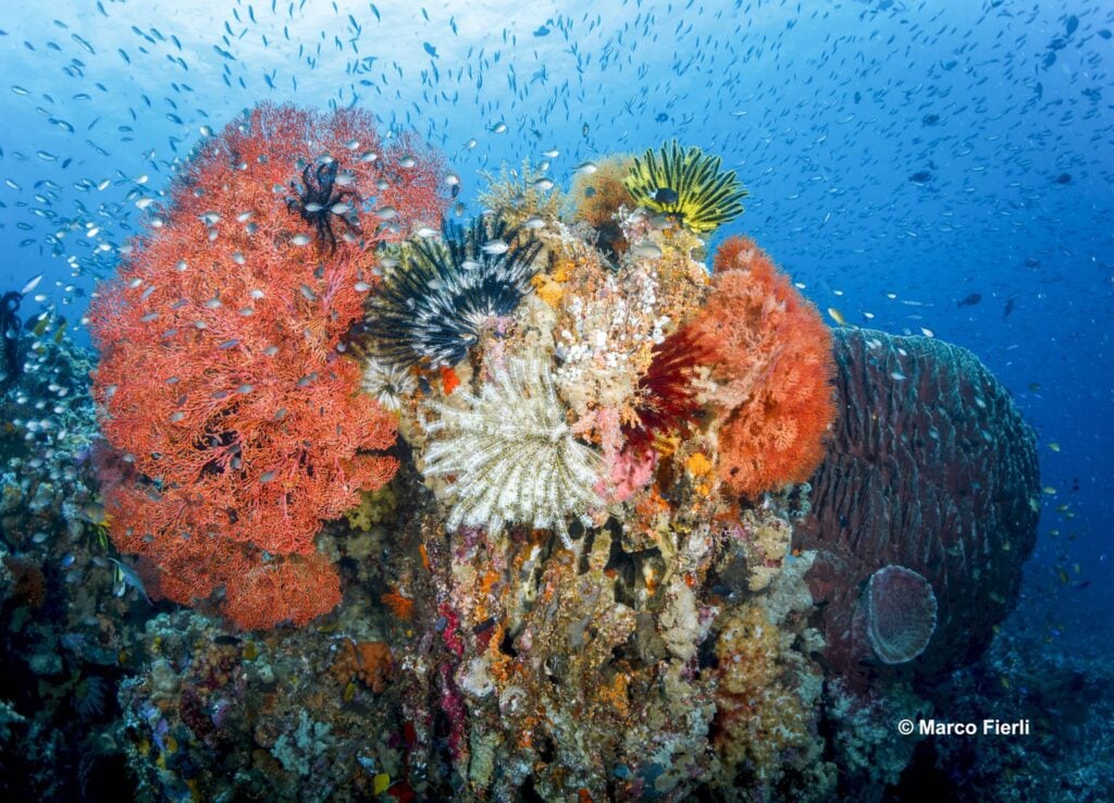 Wakatobi