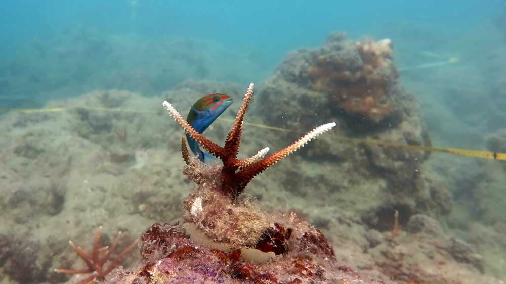 Tourism operators help plant 1000 corals