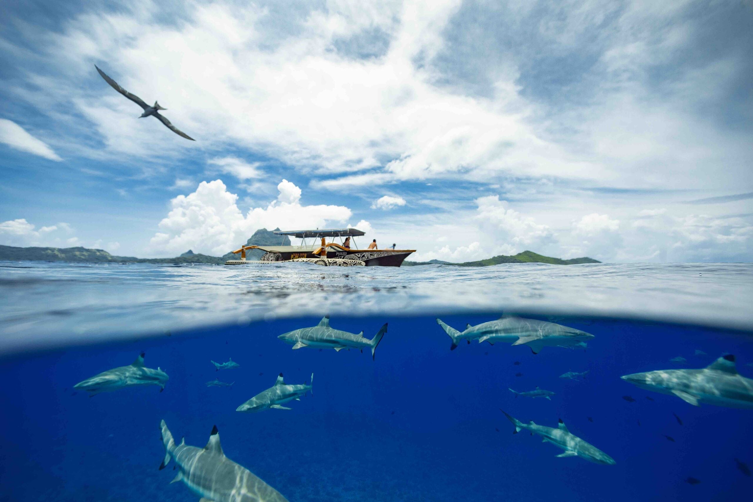Largest Marine Sanctuary in the World Set to Expand