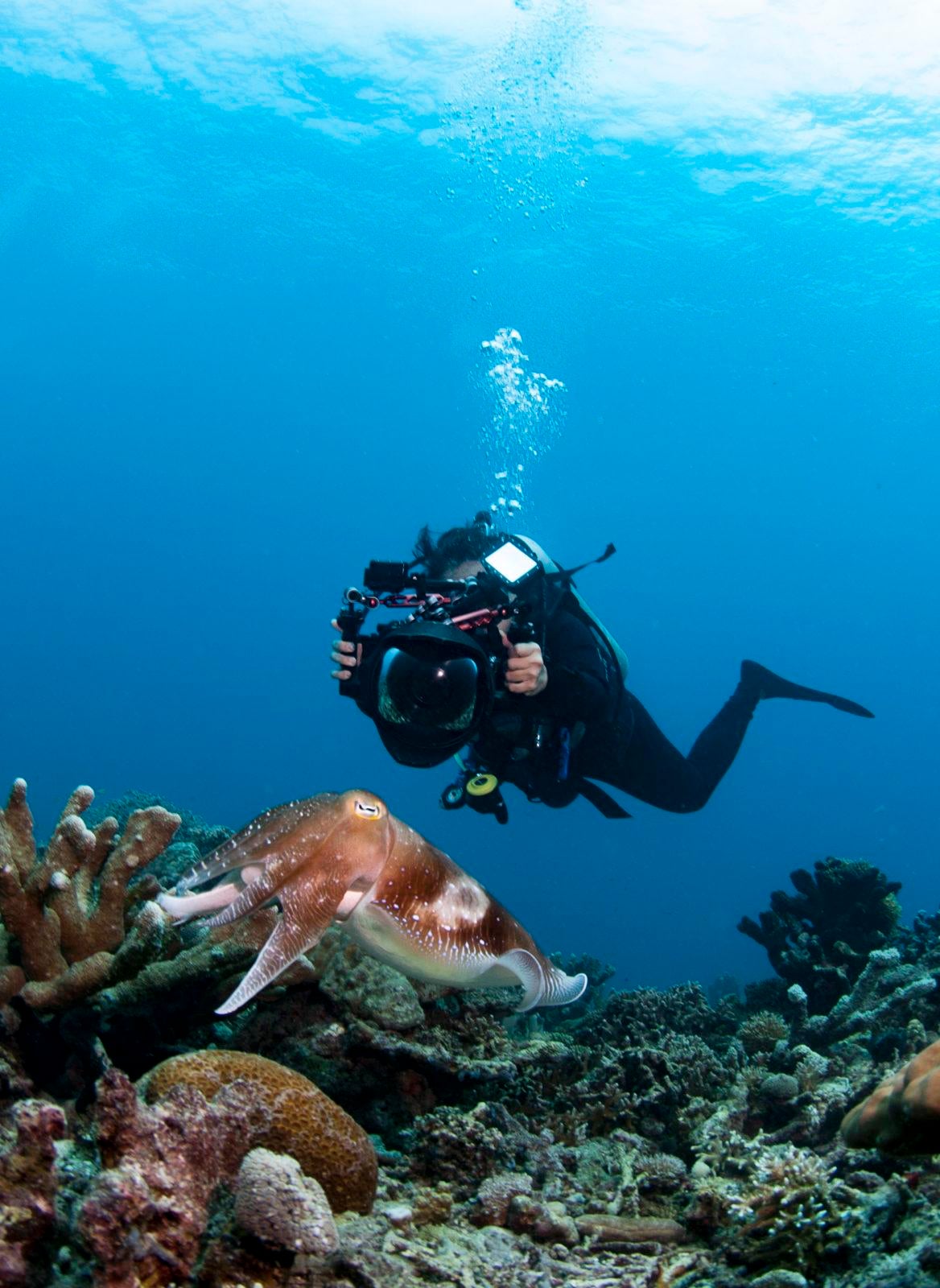 Underwater scenery at the natural reef of Lankayan